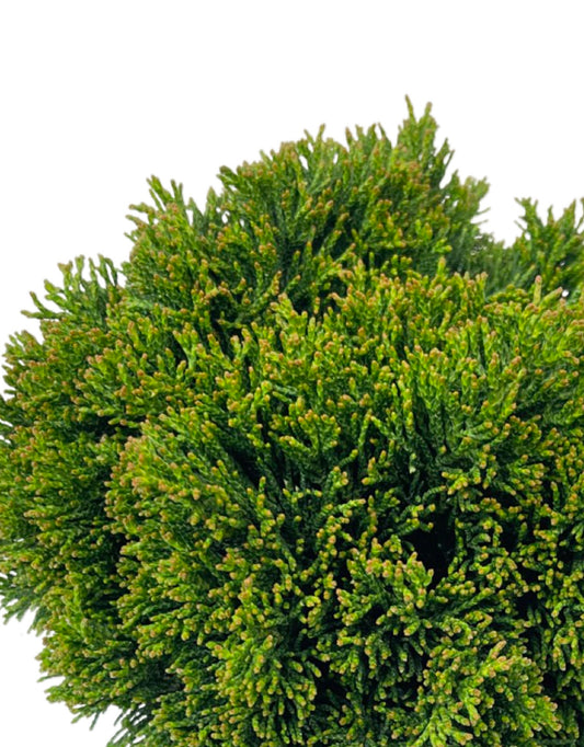 Chamaecyparis obtusa 'Just Dandy' 6 Inch - The Garden Corner