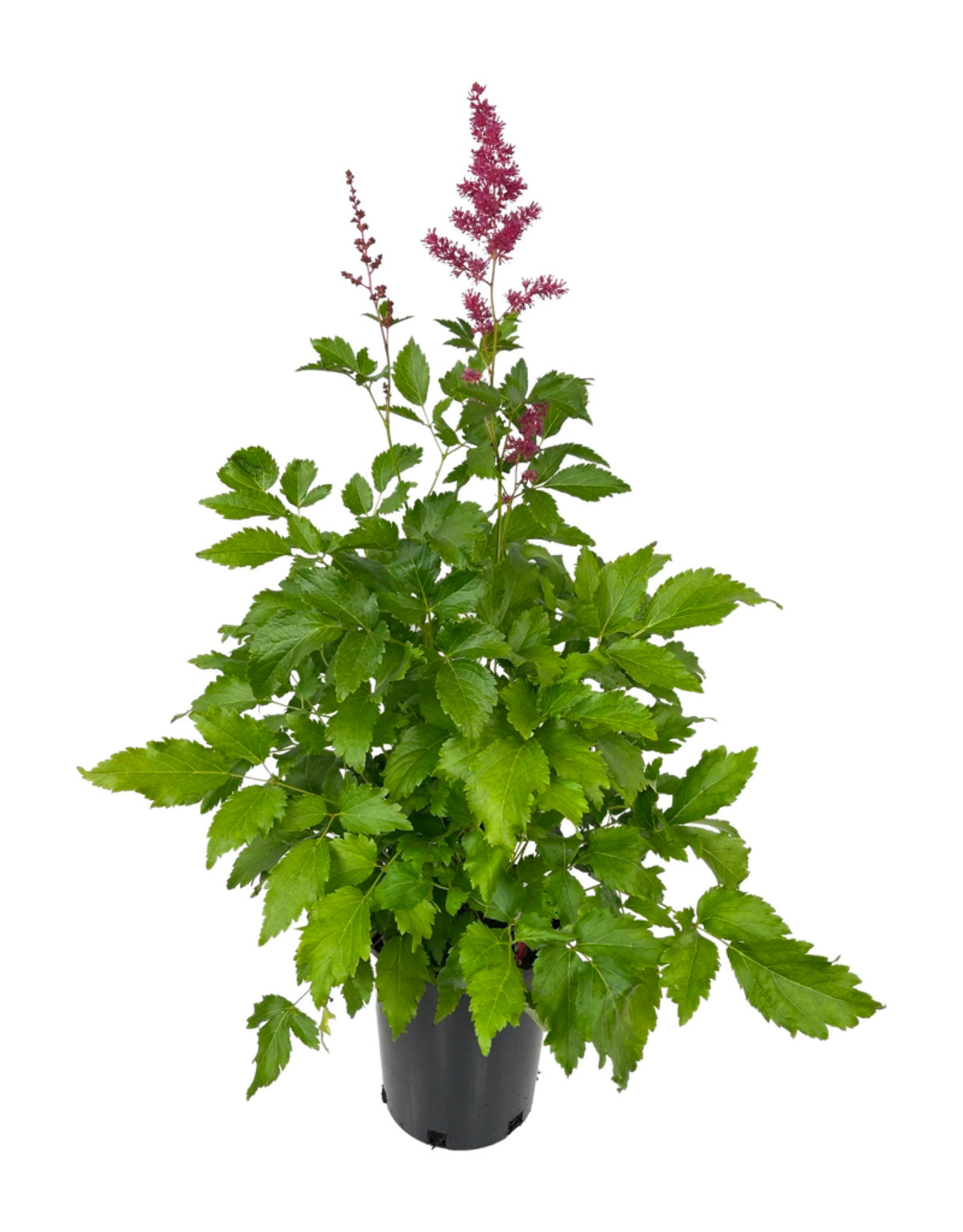 Astilbe 'Younique Ruby Red' - Perennials