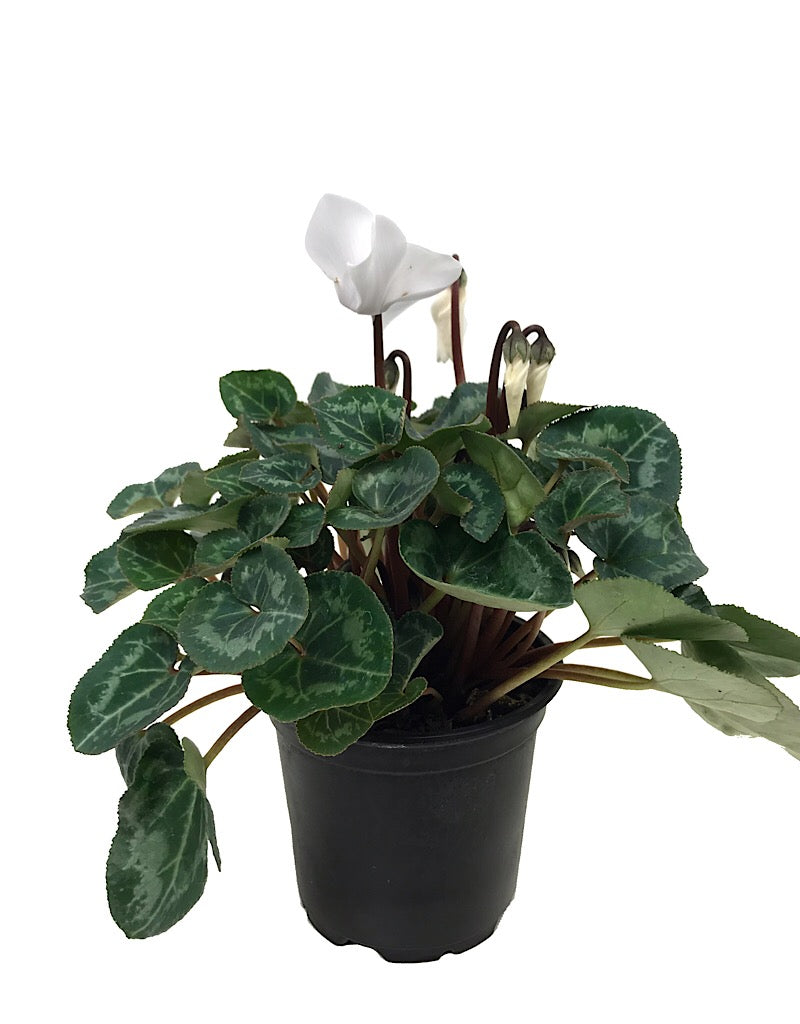 Cyclamen 'Laser Synchro'
