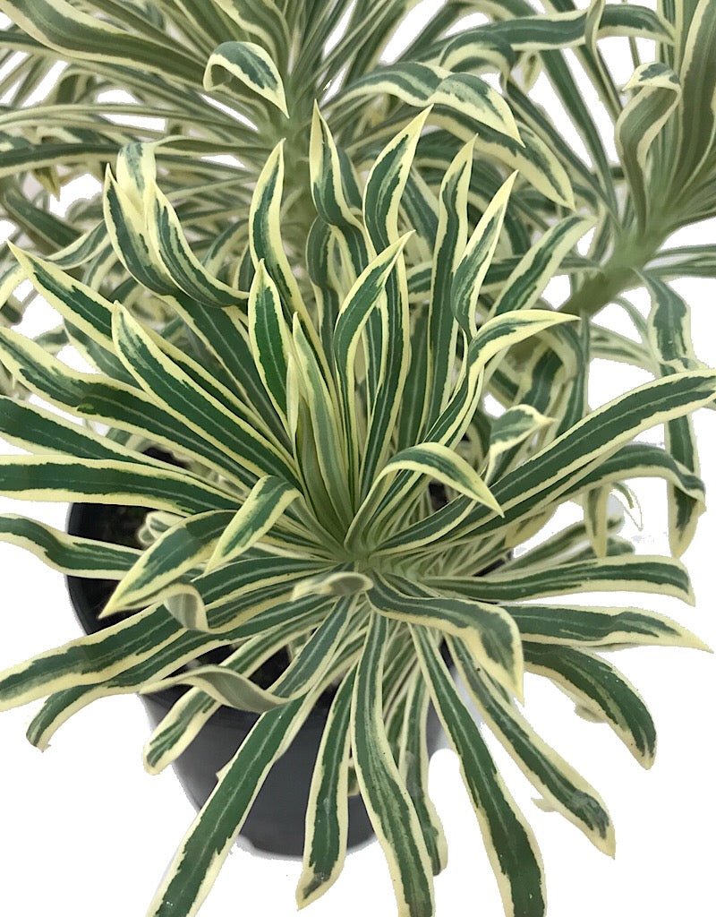 Euphorbia 'Tasmanian Tiger' - Perennials