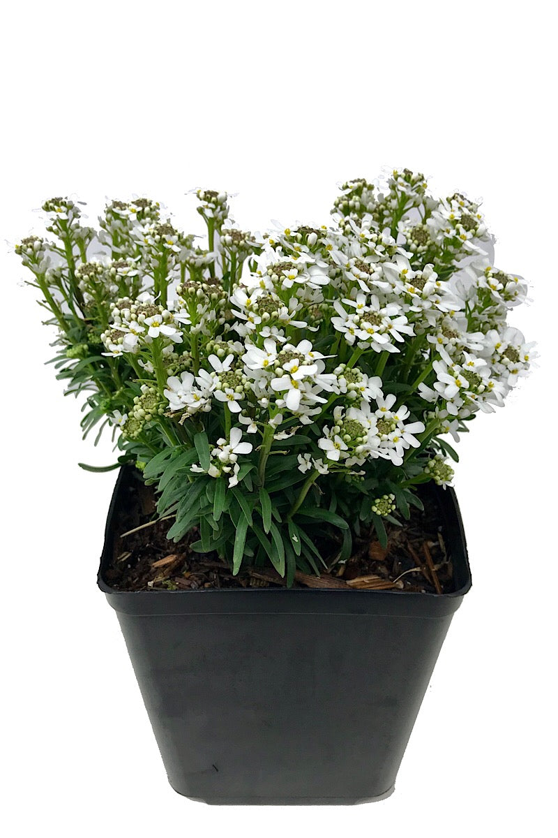 Iberis s. 'Fischbeck' 1 gal