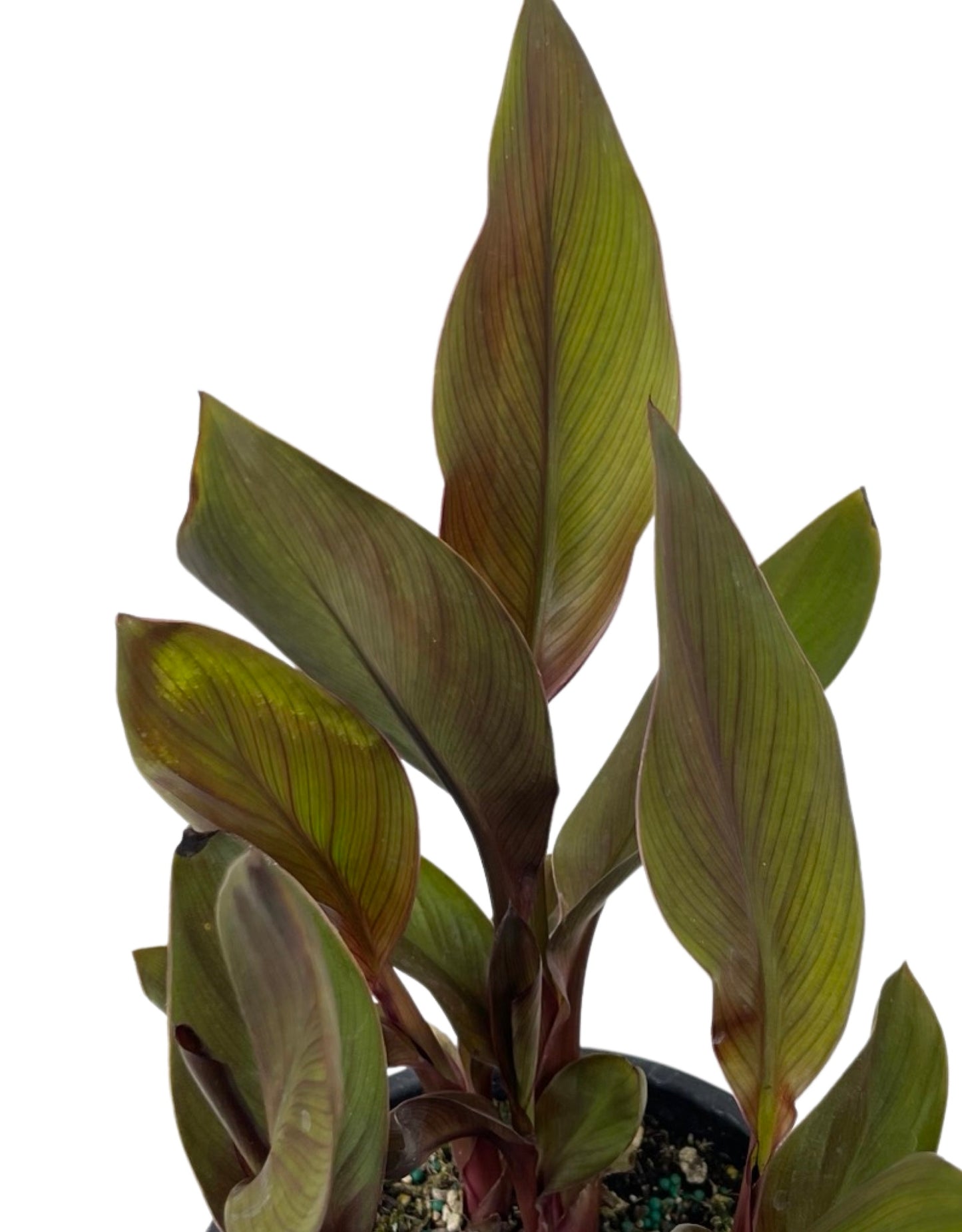 Canna x generalis 'Tropical Bronze Scarlet' 1 Gallon - The Garden Corner