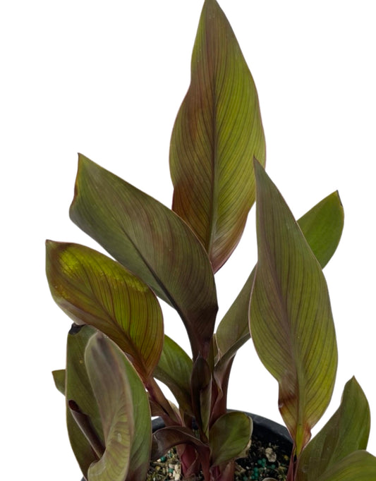 Canna x generalis 'Tropical Bronze Scarlet' 1 Gallon - The Garden Corner