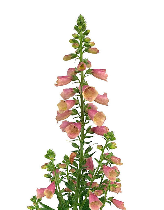 Digitalis 'Arctic Fox Rose' 1 Gallon - The Garden Corner