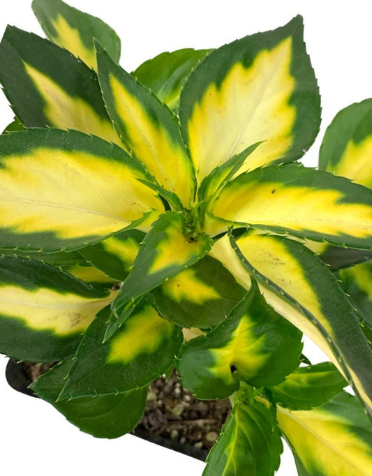 Sunpatiens 'Vigorous Tropical White' - The Garden Corner