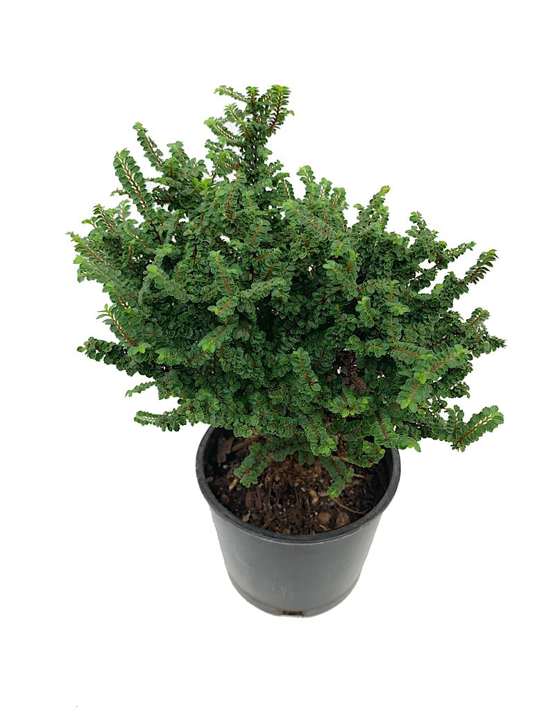 Ulmus parvifolia 'Hokkaido' 4 inch