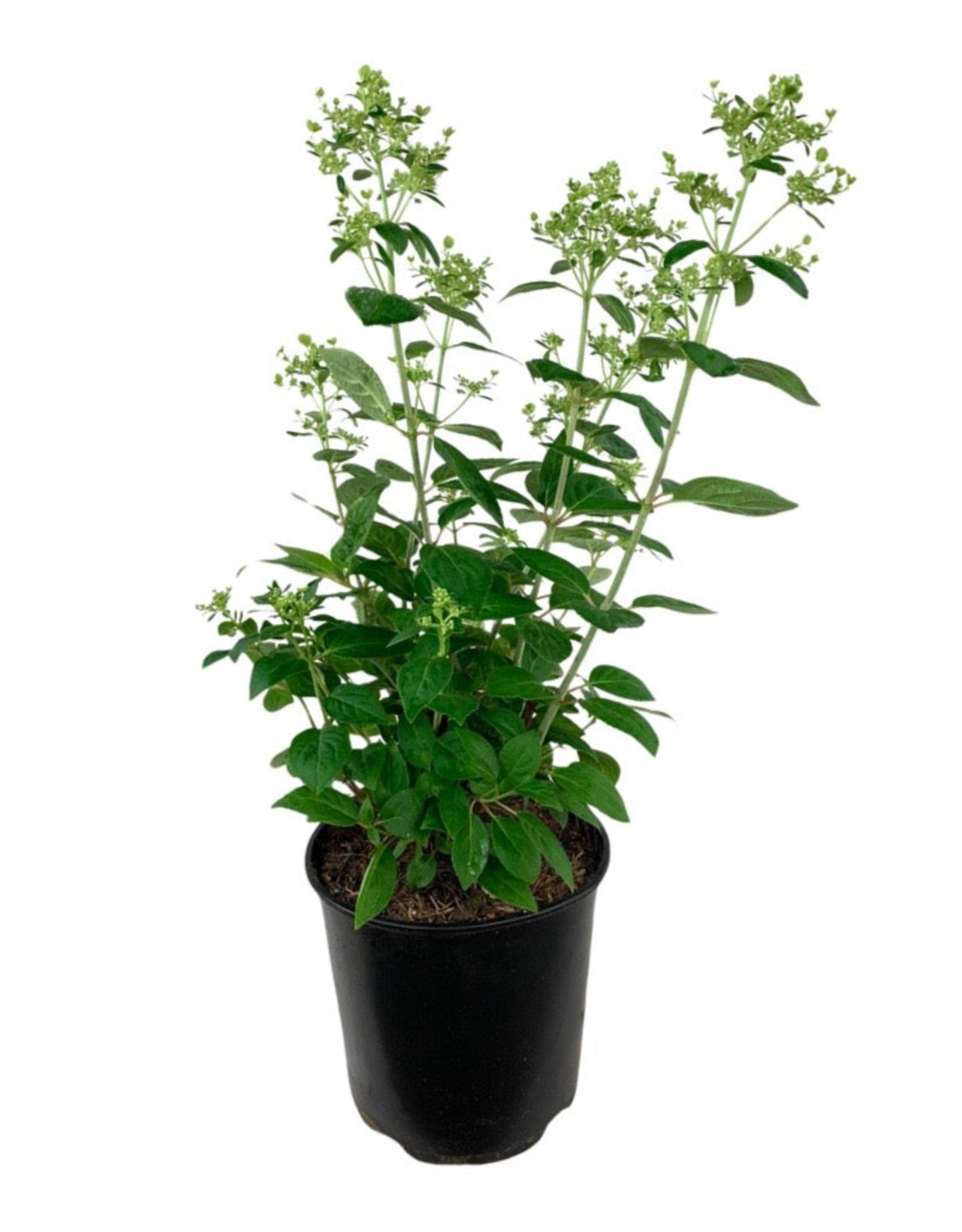Hydrangea paniculata 'Early Evolution' - The Garden Corner