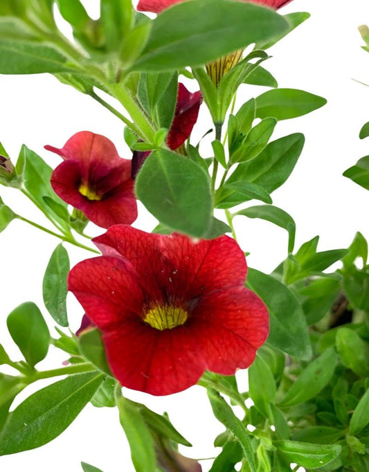 Calibrachoa 'Aloha Red' 4 Inch - The Garden Corner