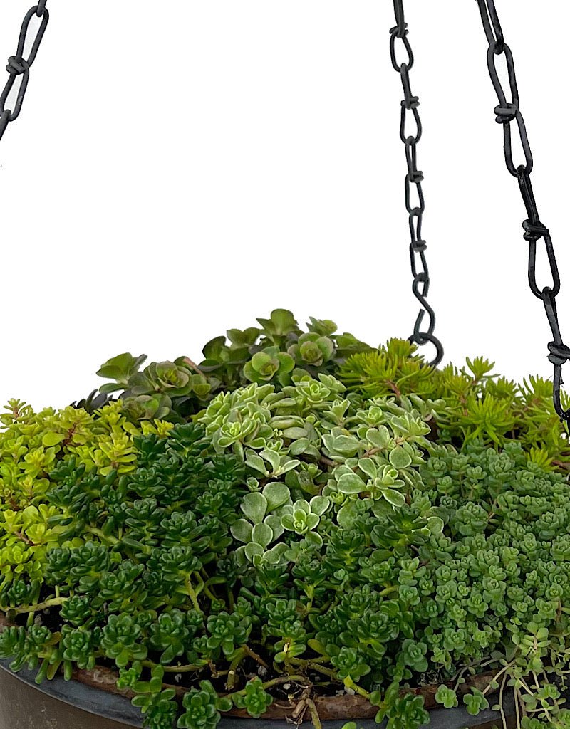 Hanging Garden 55 - The Garden Corner