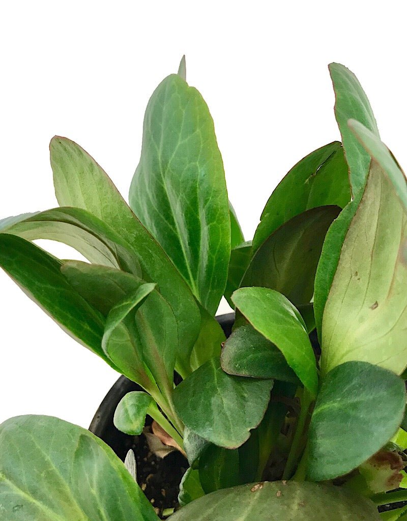 Bergenia 'Pink Dragonfly' - The Garden Corner