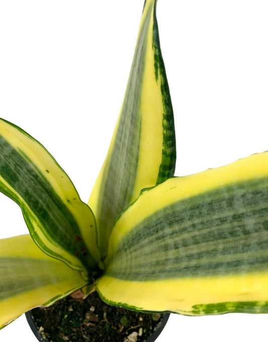 Sansevieria trifasciata 'Gold Dust' - The Garden Corner