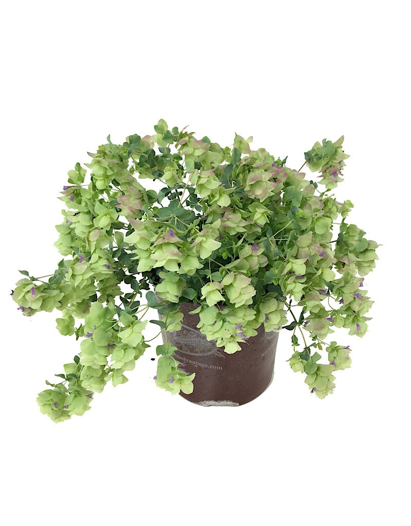 Origanum rotundifolium 'Kent Beauty'