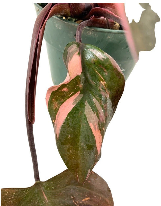 Philodendron erubescens var. Pink Princess - The Garden Corner