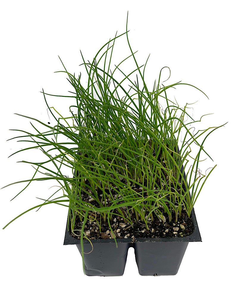 Onion 'Benny's Red' - The Garden Corner
