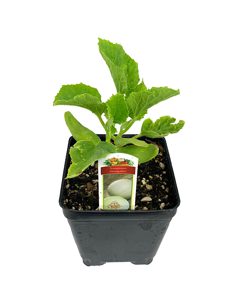 Honeydew 'Snowmass' 4 Inch