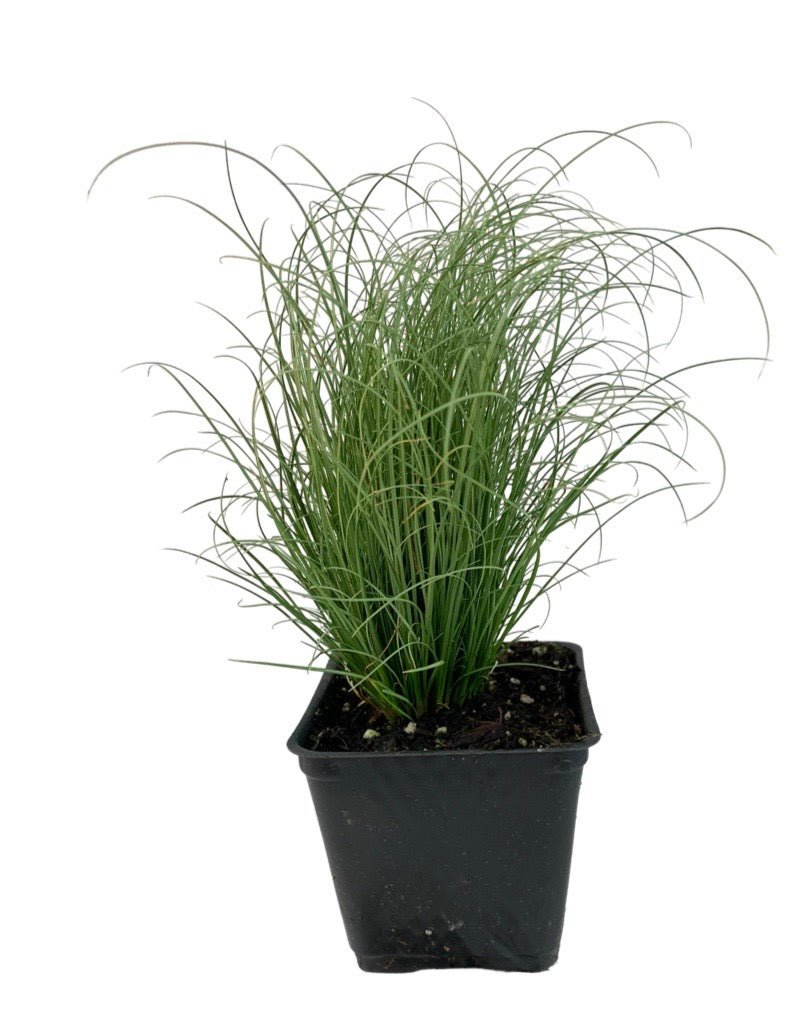 Carex comans 'Frosted Curls' - Perennials