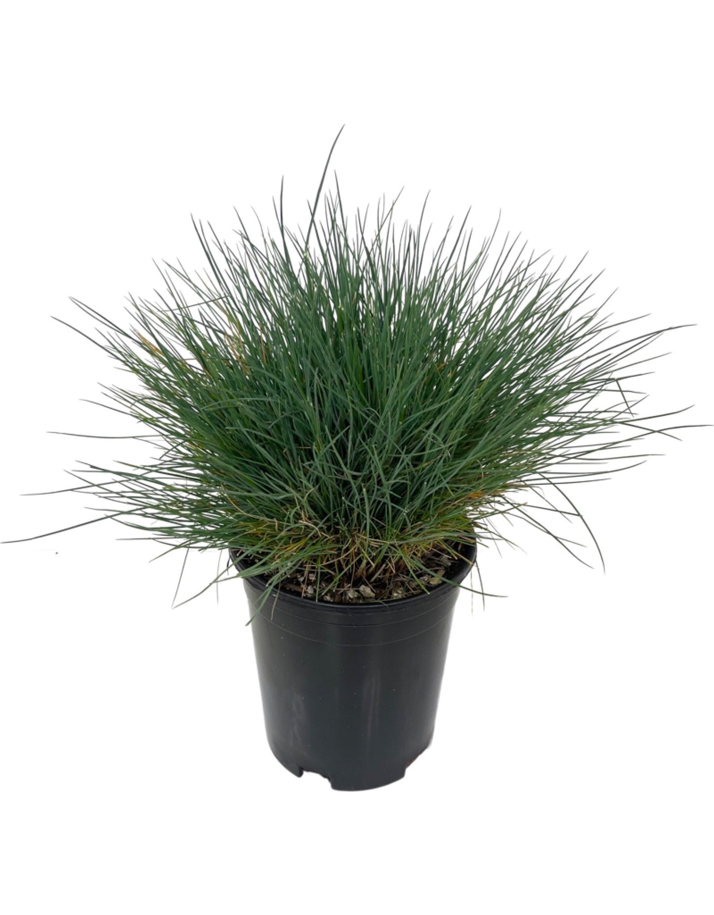 Festuca glauca 'Boulder Blue' 1 Gallon