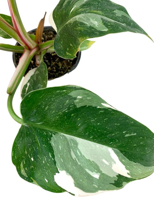 Philodendron 'White Princess' Quart - The Garden Corner