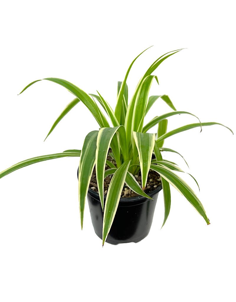spider plant ocean Chlorophytum comosum 'Ocean' – The Garden Corner