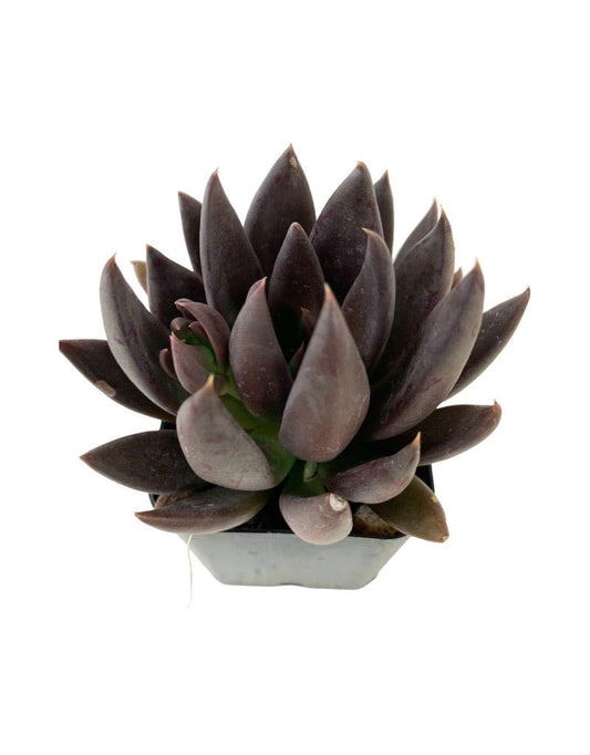 Echeveria affinis 'Black Knight' - The Garden Corner