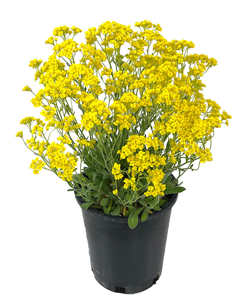 Aurinia 'Basket of Gold Alyssum' 1 Gallon
