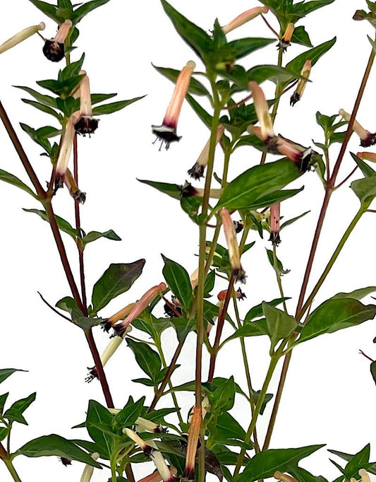 Cuphea €˜BlackBerry Sparkler 4 Inch - The Garden Corner