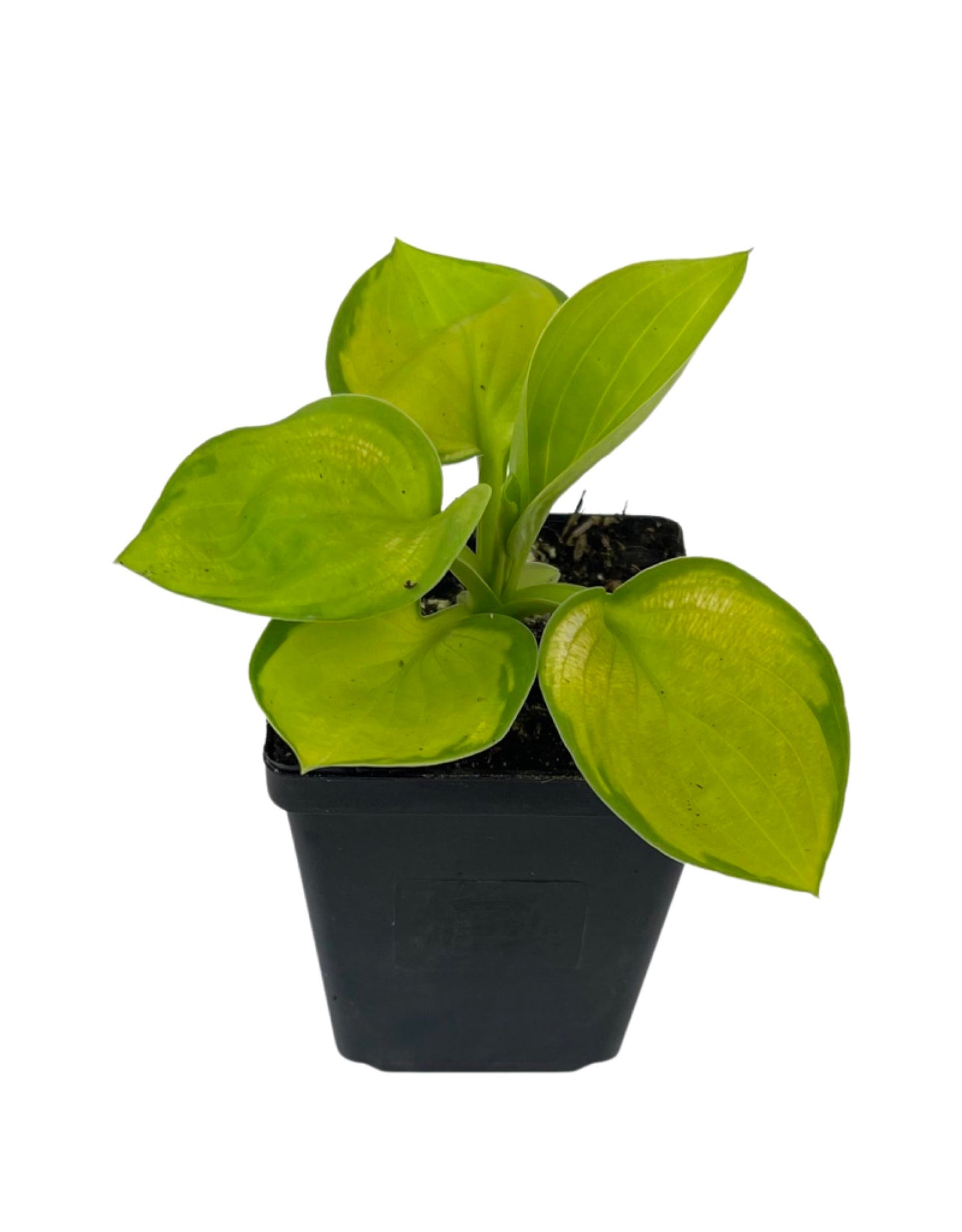 Hosta 'Rainforest Sunrise' - Perennials