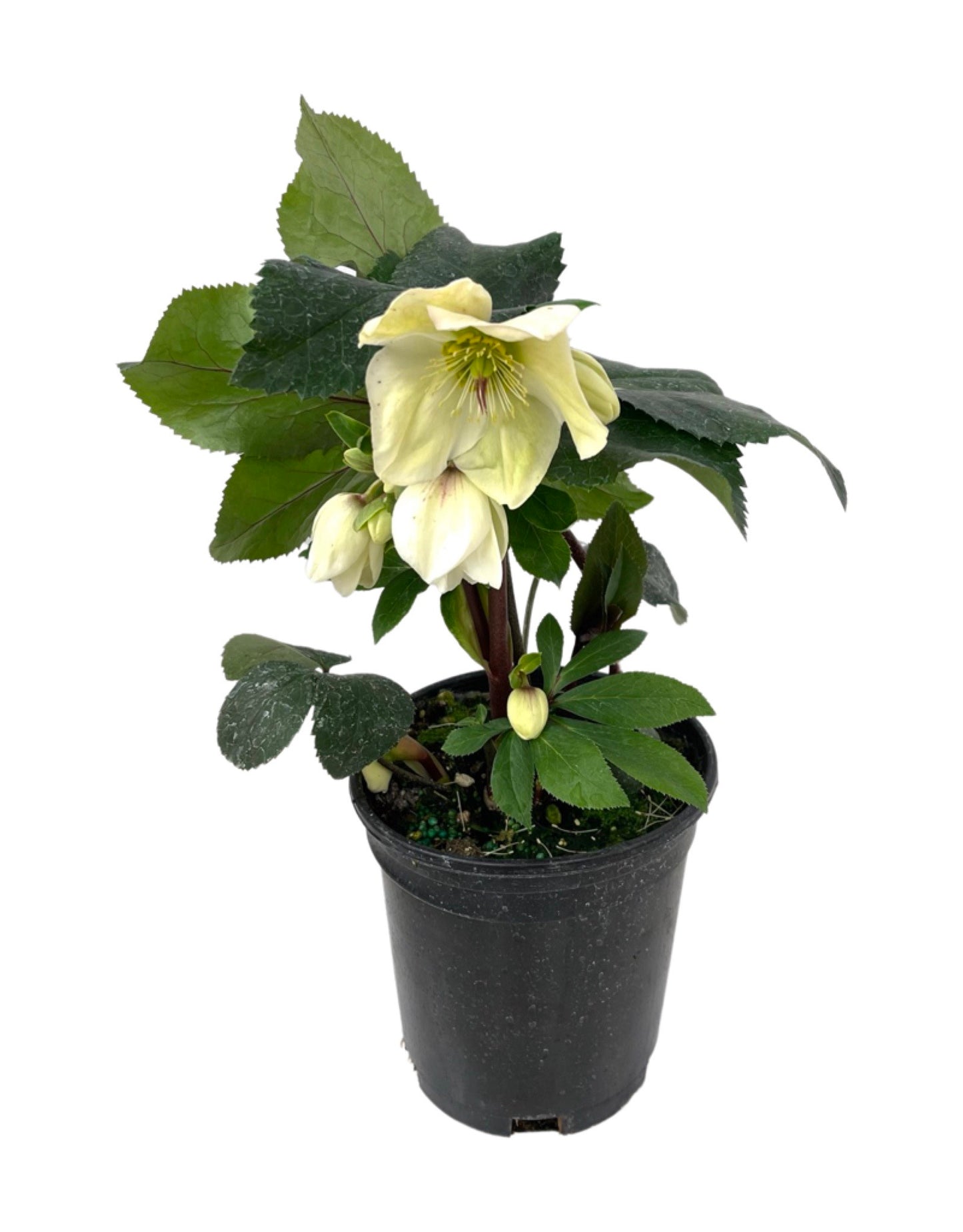 Helleborus Ice N Roses® 'White' - The Garden Corner