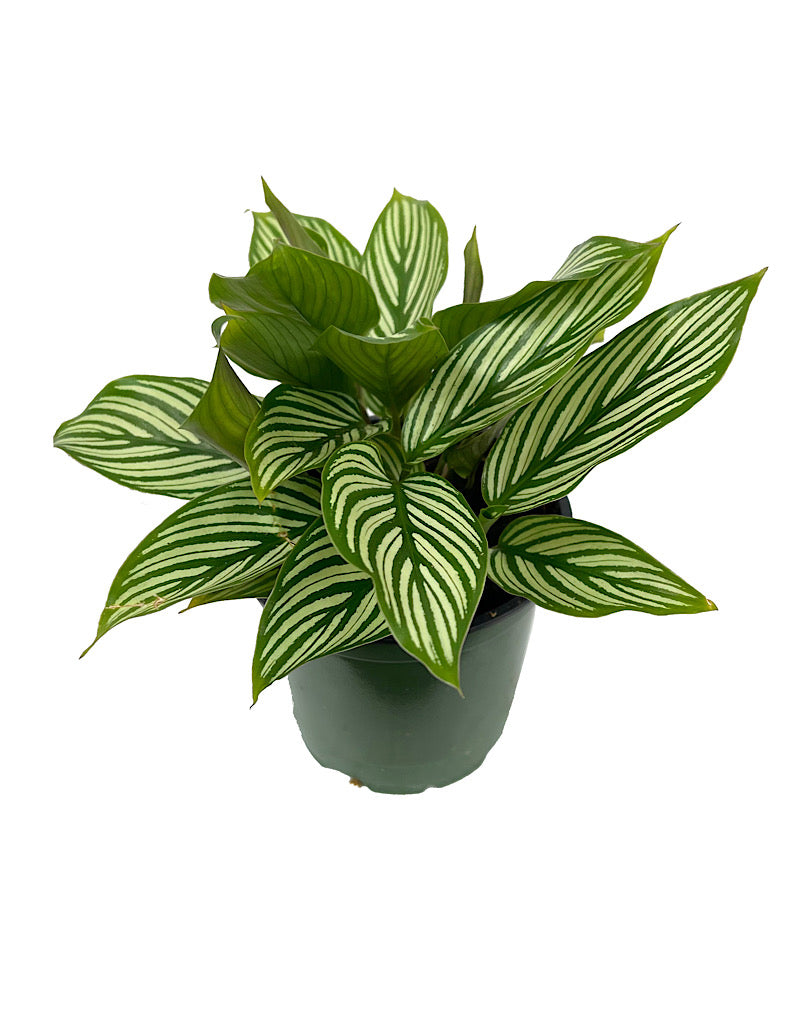 Calathea elliptica 'Vittata'