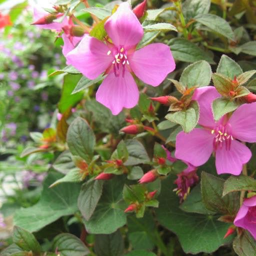 Centradenia 'Cascade' 4 inch - The Garden Corner
