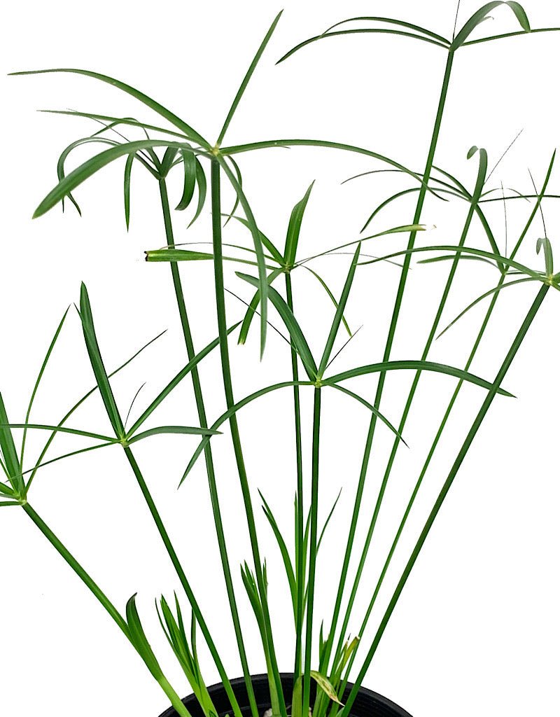 Cyperus alternifolius 1 Gallon - The Garden Corner