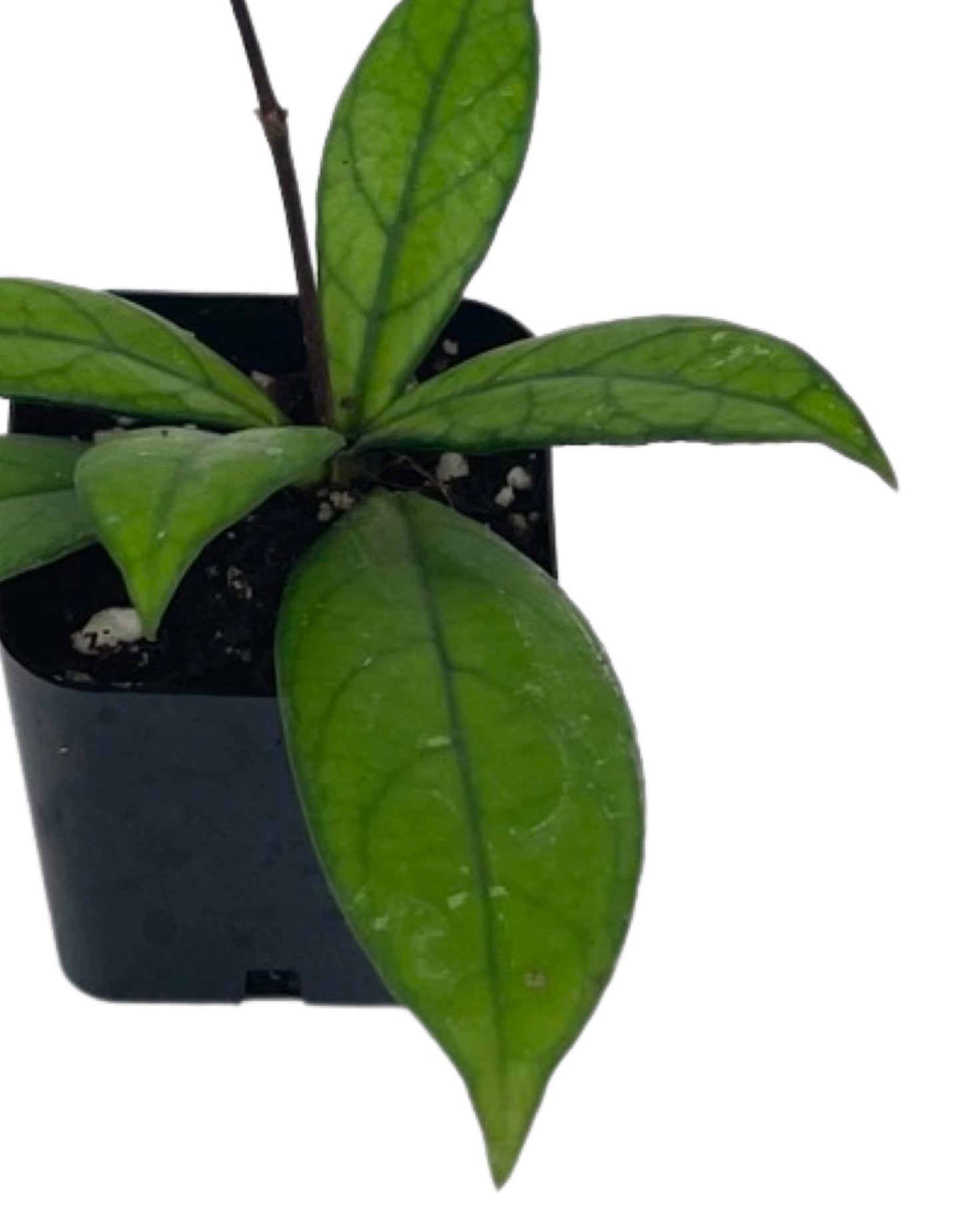 Hoya crassipetiolata 2 Inch - The Garden Corner