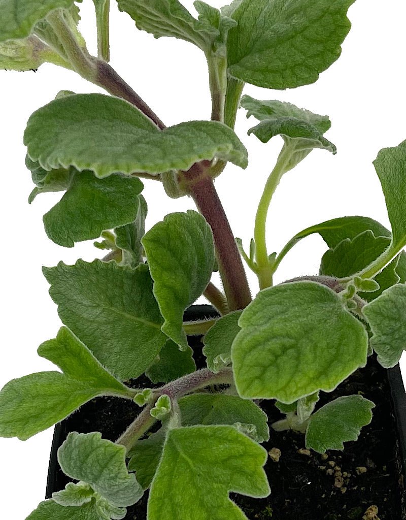 Plectranthus 'Nicolleta' 4 Inch - The Garden Corner