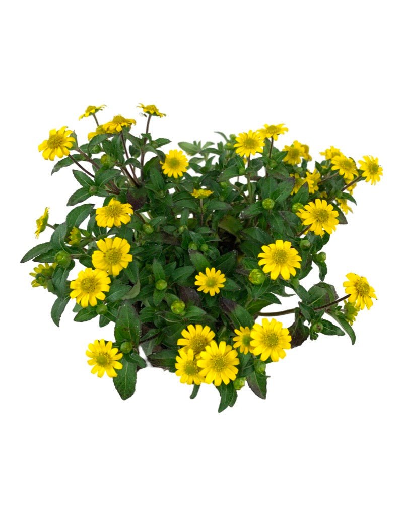 Sanvitalia 'Sunvy Super Gold' 4 Inch - Annuals