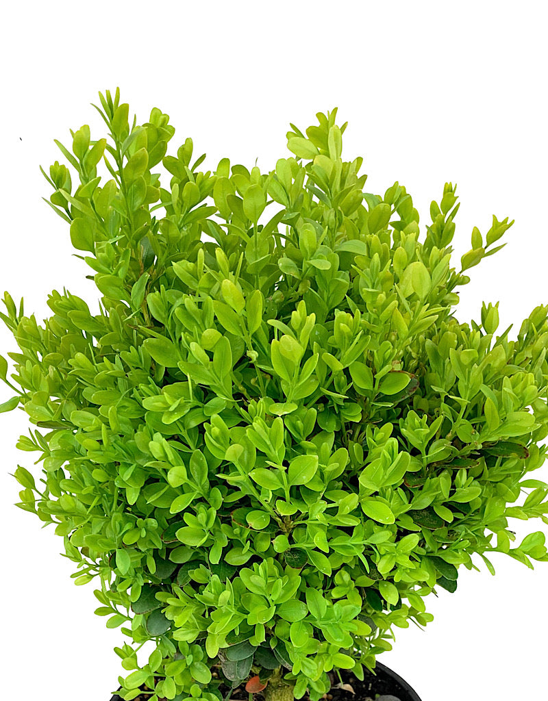 Buxus s. 'Suffruticosa'