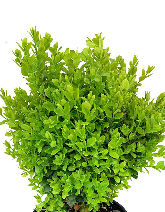 Buxus s. 'Suffruticosa' - The Garden Corner