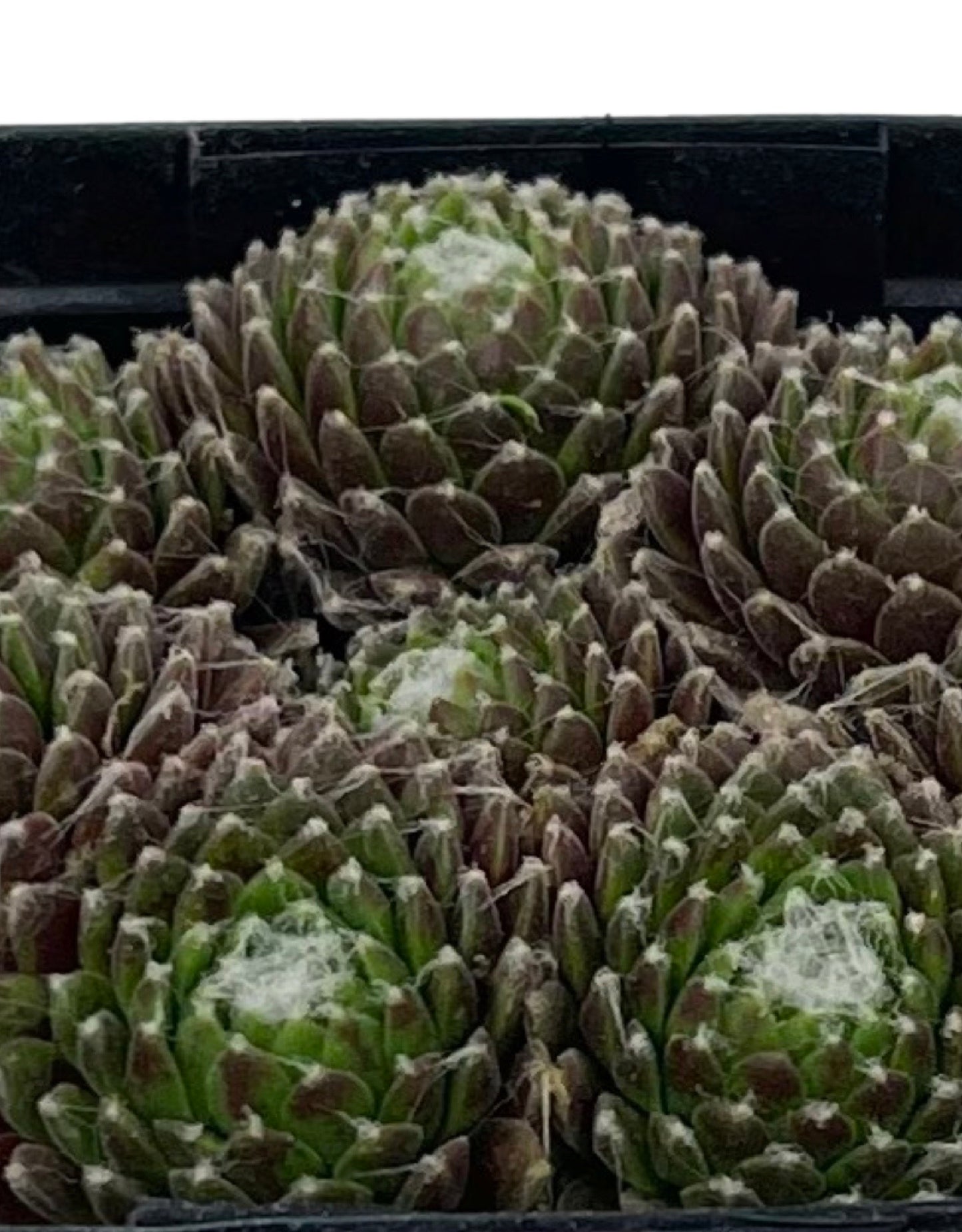 Sempervivum 'Mona Lisa' - The Garden Corner