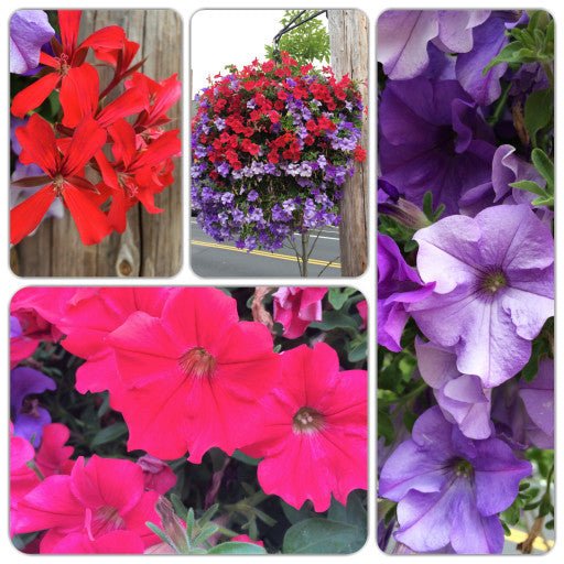 Our Passion Basket - Pre-Order - Annuals