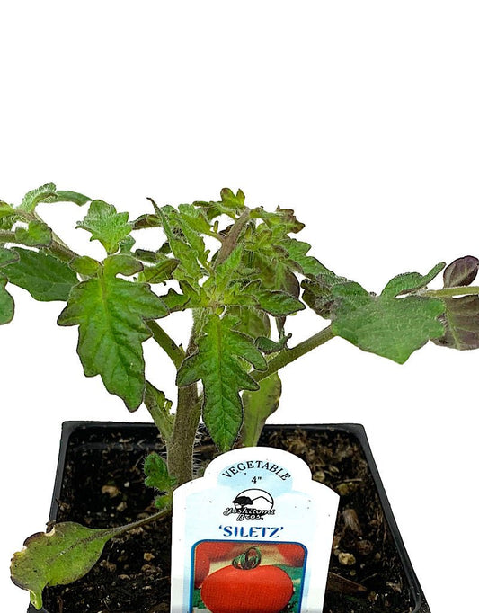Tomato 'Siletz' - The Garden Corner