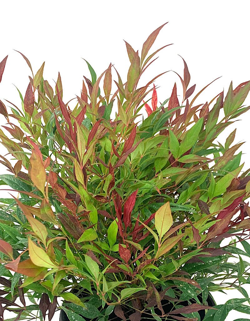 Nandina domestica 'Burgundy Wine' 1 Gallon - The Garden Corner