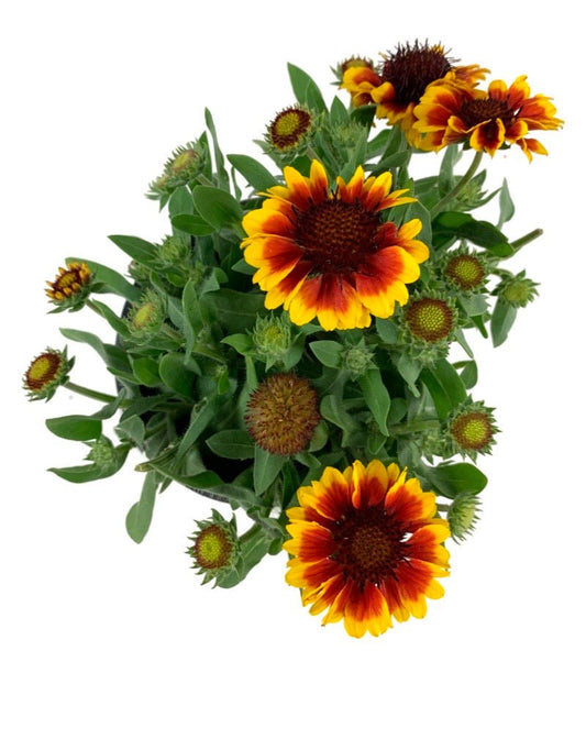 Gaillardia aristata 'Barbican Yellow Red Ring' - The Garden Corner