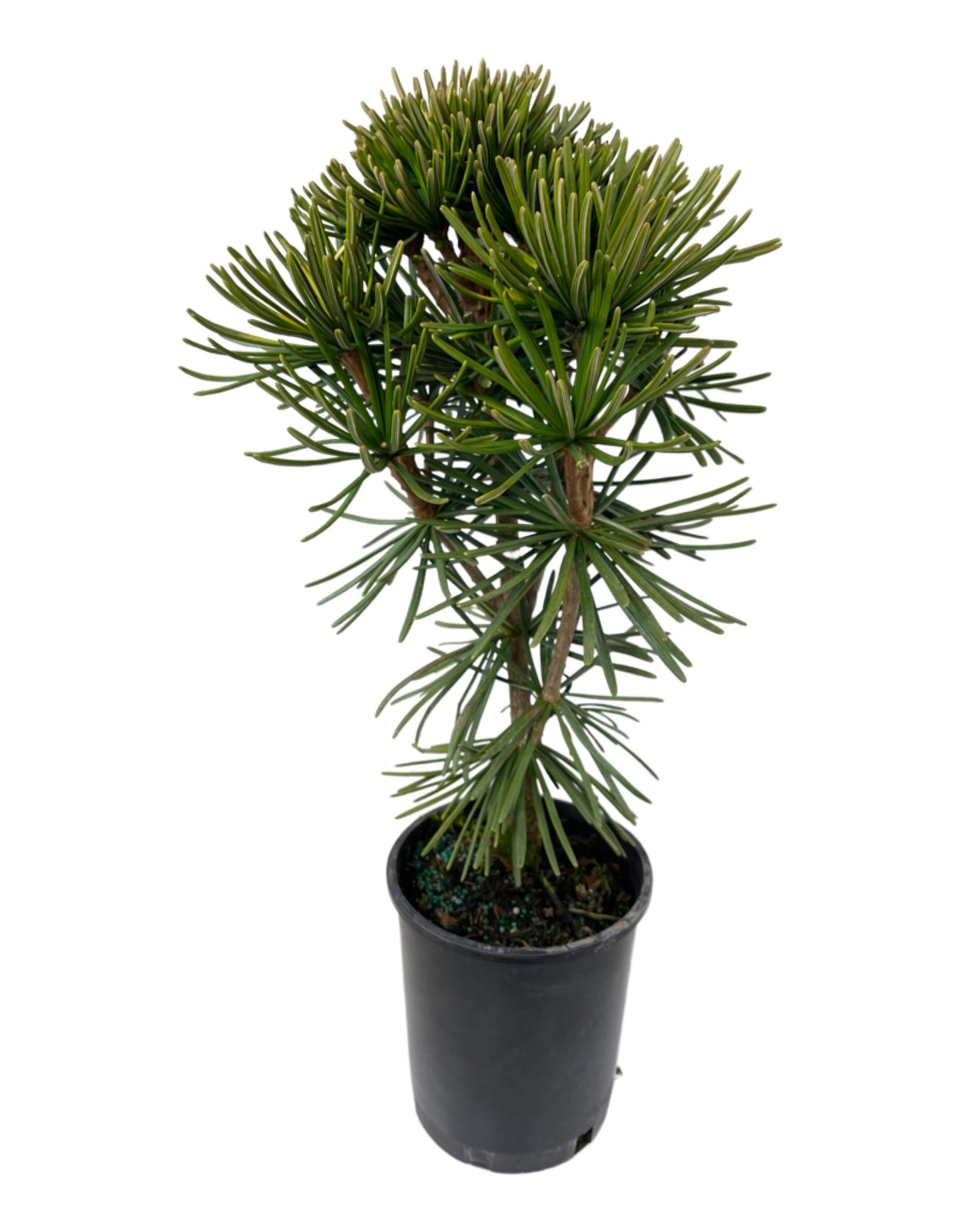 Sciadopitys verticillata 'Typ Bohlje' - The Garden Corner