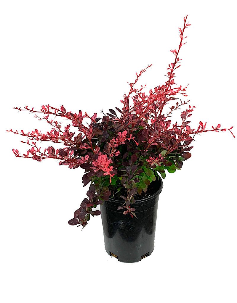 Berberis thunbergii 'Rose Glow' 1 Gallon - Shrubs