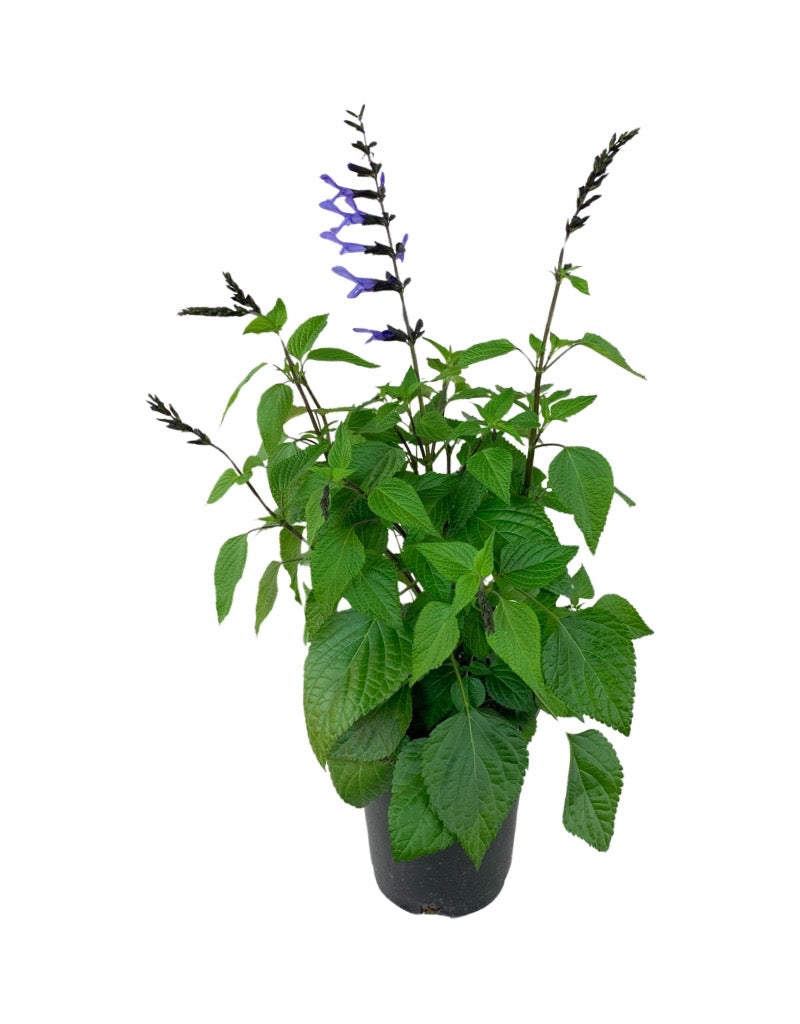 Salvia €˜Rockin Blue Suede Shoes 1 Gallon