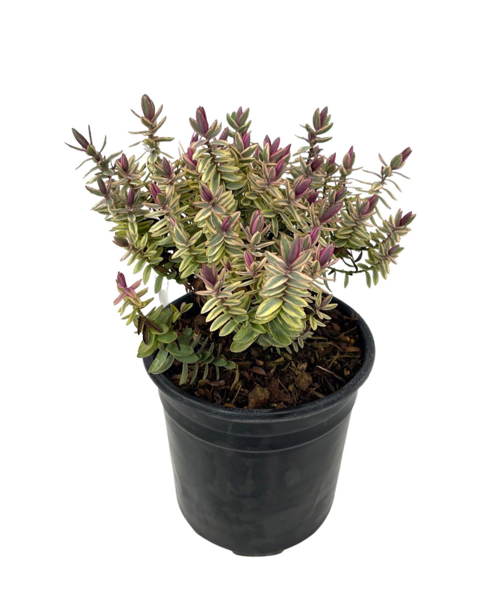 Hebe 'Silver Dollar' - The Garden Corner