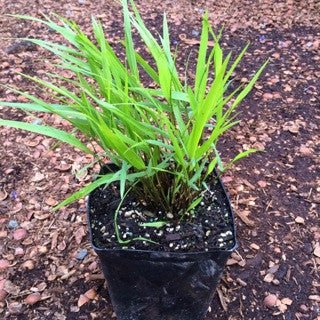 Hakonechloa macra 'Beni - kaze' - The Garden Corner