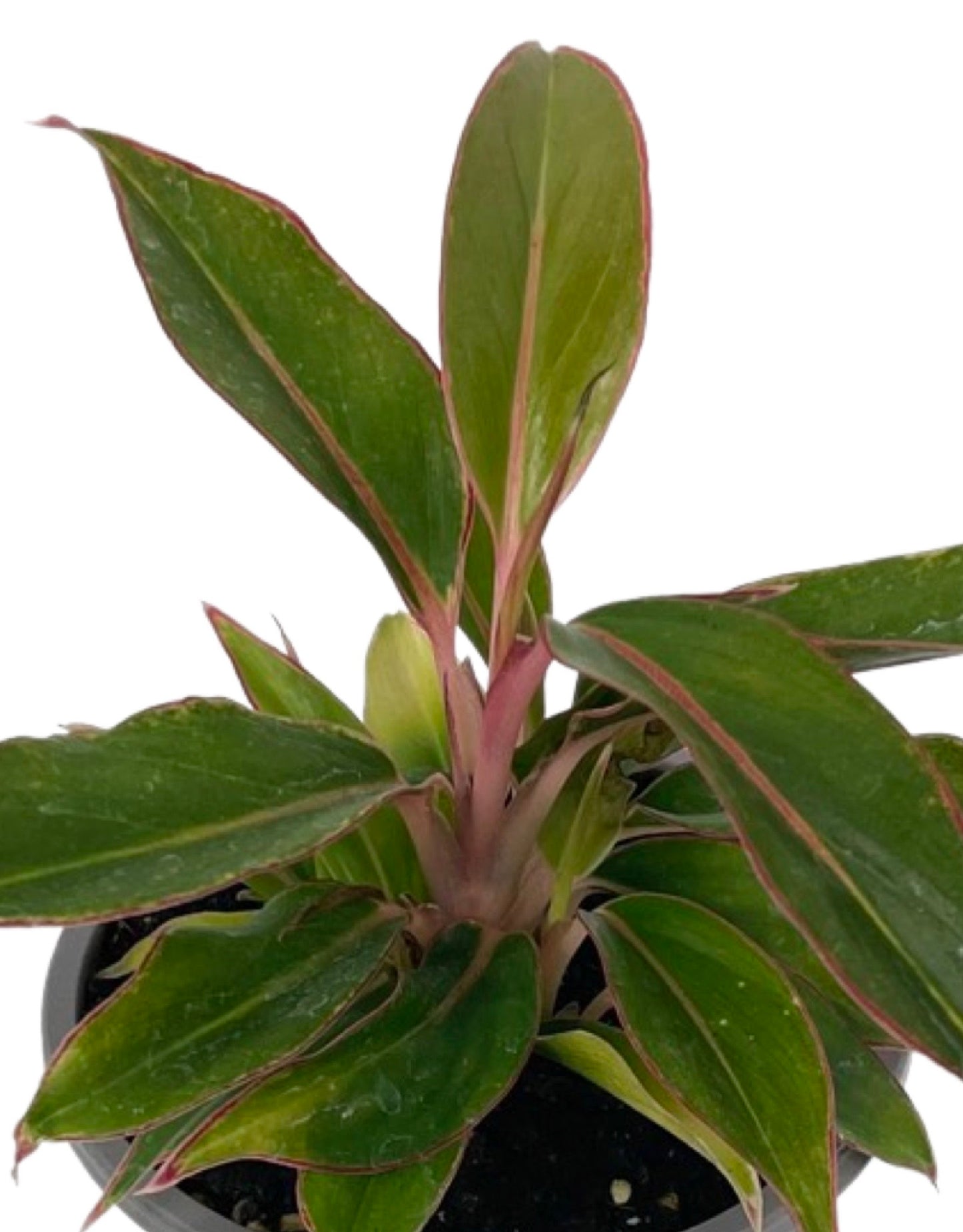 Aglaonema 'Siam Aurora' Quart - The Garden Corner