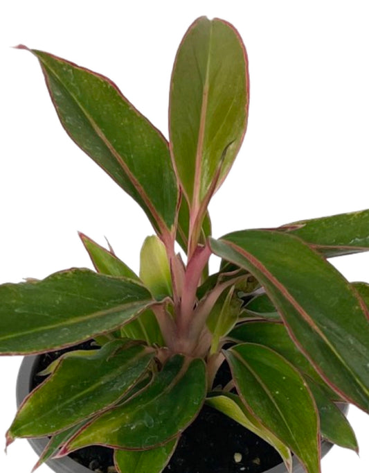 Aglaonema 'Siam Aurora' Quart - The Garden Corner