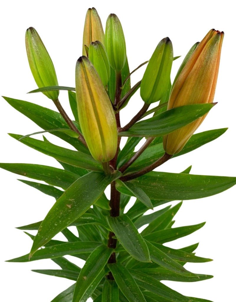 Lilium asiatic 'Matrix' - The Garden Corner