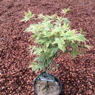 Acer p. 'Butterfly' 1 gal